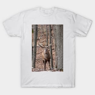 Bull Red Deer T-Shirt